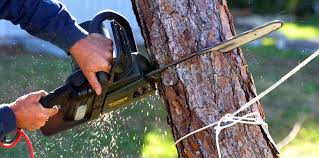 Trusted Golden, CO Tree Services Experts