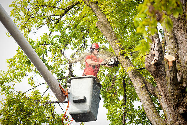 How Our Tree Care Process Works  in  Golden, CO